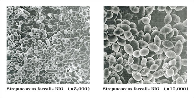 乳酸球菌BIO株形態写真 (Streptococcus faecalis BIO)
