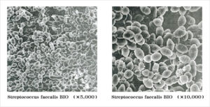 乳酸球菌BIO株